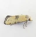 Cybilla hubbardana - Hodges#3850 - Cybilla hubbardana