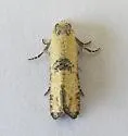 Cybilla hubbardana - Hodges#3850 - photo 2