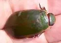 Cybister explanatus - photo 3