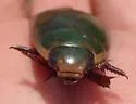 Cybister explanatus - photo 4