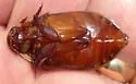 Cybister explanatus - photo 5