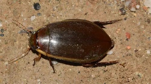 peardrop beetle