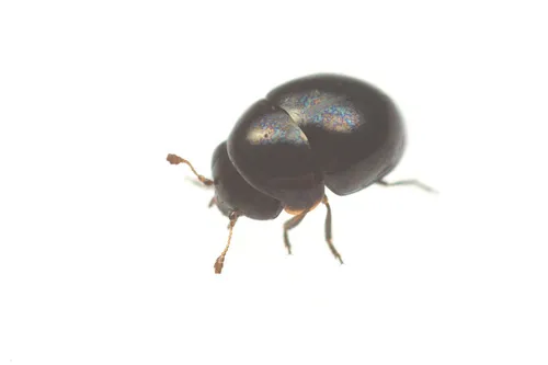 Cybocephalidae - photo 2
