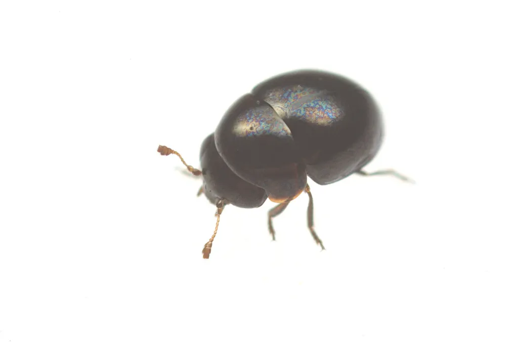 Cybocephalidae - photo 3