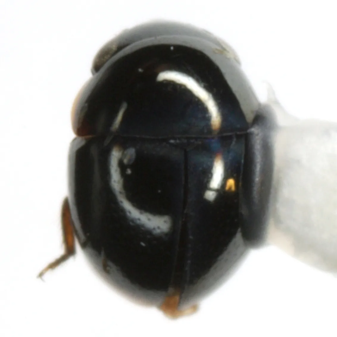 Cybocephalus californicus