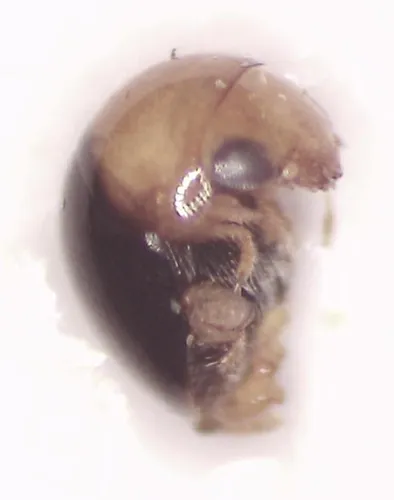 Cybocephalus leai