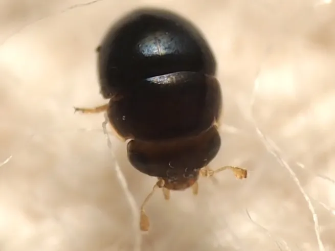Cybocephalus nigritulus - photo 3