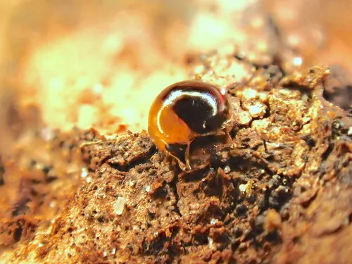 Cybocephalus nipponicus