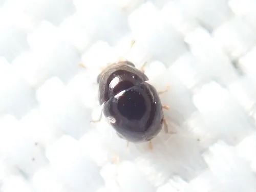Cybocephalus politissimus