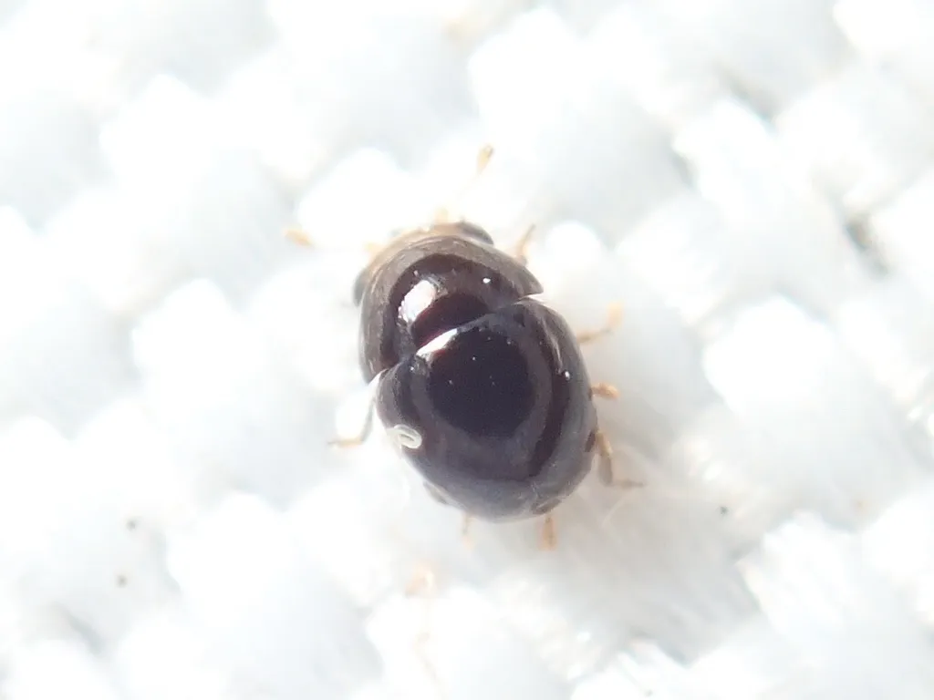 Cybocephalus politissimus - photo 2