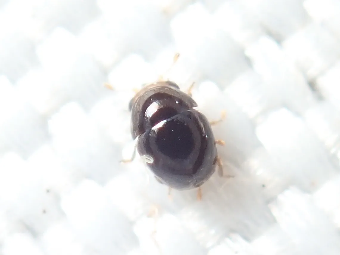 Cybocephalus politissimus - photo 3