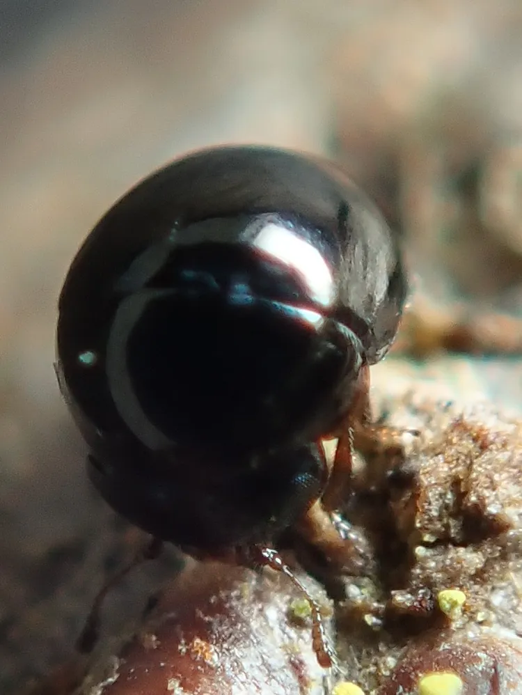 Cybocephalus politus - photo 3