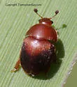 Cychramus adustus