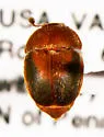 Cychramus adustus - photo 2