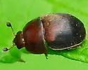 Cychramus adustus - photo 3