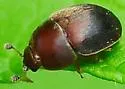 Cychramus adustus - photo 4