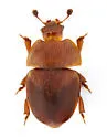 Cychramus adustus - photo 5