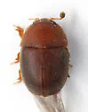 Cychramus castaneus - Cychramus castaneus