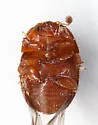 Cychramus castaneus - photo 2