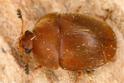 Cychramus luteus