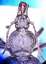 Cychrus hemphillii