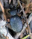 Cychrus hemphillii - photo 3