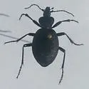 Cychrus hemphillii - photo 4