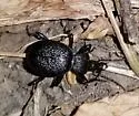 Cychrus hemphillii - photo 5