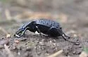 Cychrus tuberculatus