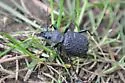 Cychrus tuberculatus - photo 2