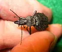 Cychrus tuberculatus - photo 4