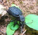 Cychrus tuberculatus - photo 5
