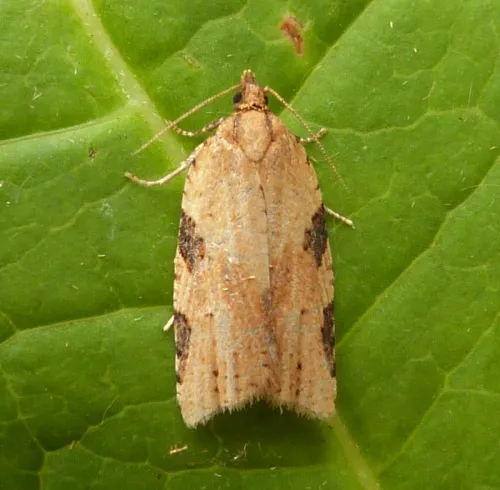 Cyclamen Tortrix - Clepsis spectrana