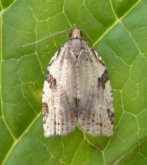 Cyclamen Tortrix - photo 2