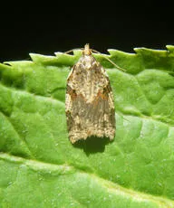 Cyclamen Tortrix - photo 3