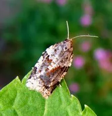 Cyclamen Tortrix - photo 4