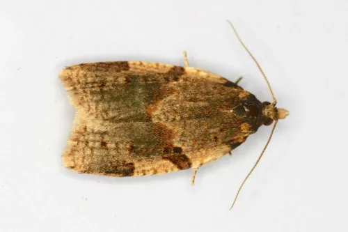 Cyclamen Tortrix - photo 5