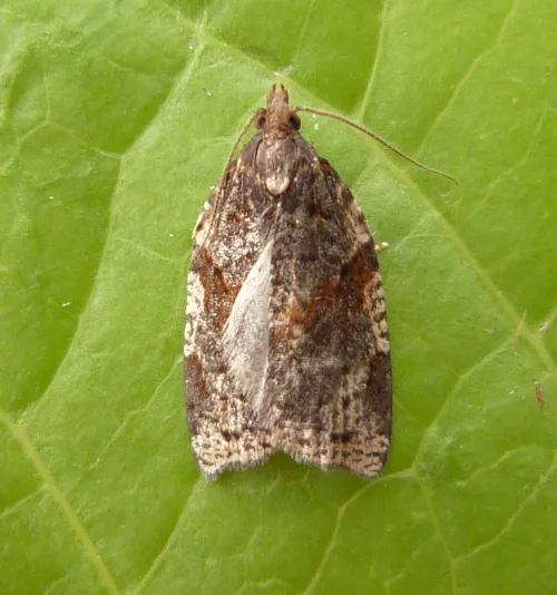 Cyclamen Tortrix - photo 6