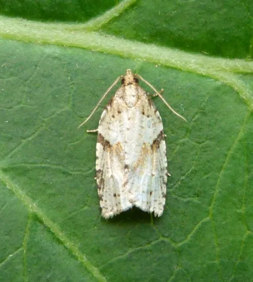 Cyclamen Tortrix - photo 7