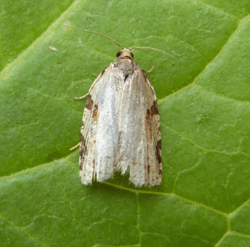 Cyclamen Tortrix - photo 8