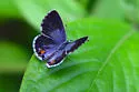 Nickerbean Blue - Hodges#4358.1