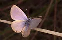 Nickerbean Blue - Hodges#4358.1 - photo 3
