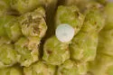 Nickerbean Blue - Hodges#4358.1 - photo 4