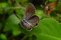 Miami Blue - Hodges#4358 - Cyclargus thomasi