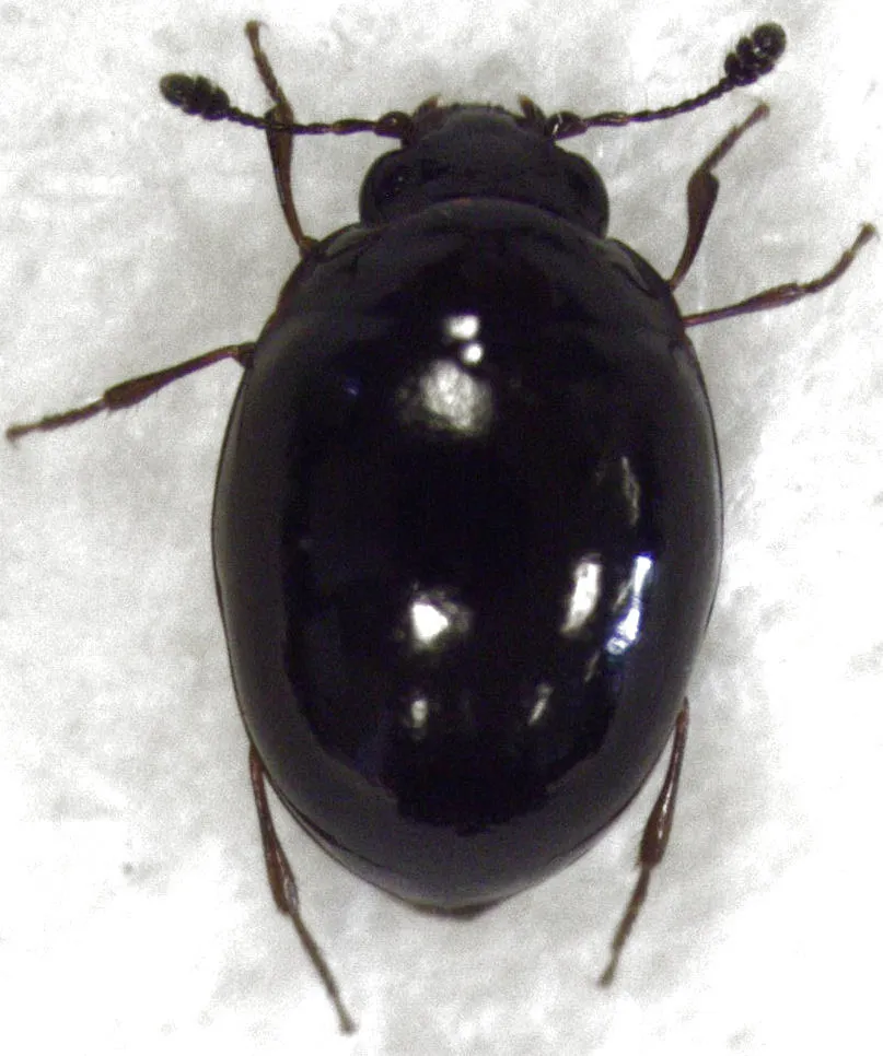Cyclaxyridae - photo 2