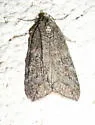 Cyclica frondaria - Hodges#7282 - photo 2