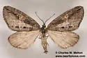 Cyclica frondaria - Hodges#7282 - photo 3