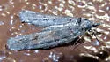 Cyclica frondaria - Hodges#7282 - photo 4