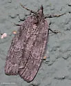 Cyclica frondaria - Hodges#7282 - photo 5