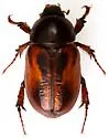Cyclocephala aravaipensis